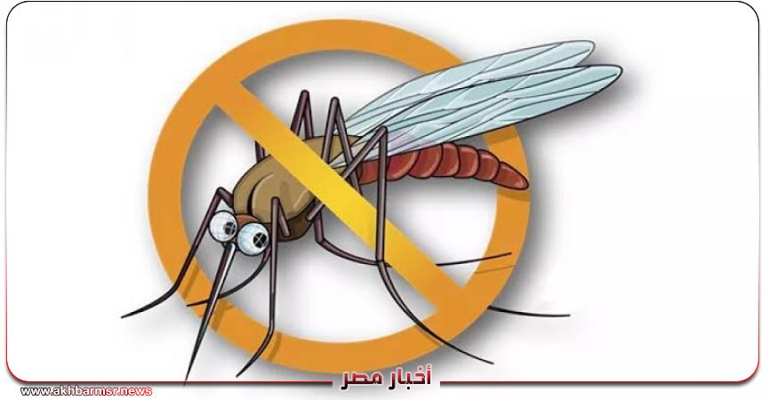 وداعًا للمبيدات.. 5 حيل طبيعية تخلّص مطبخك من الحشرات المزعجة