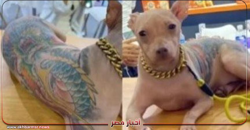 أخبار مصر 2050