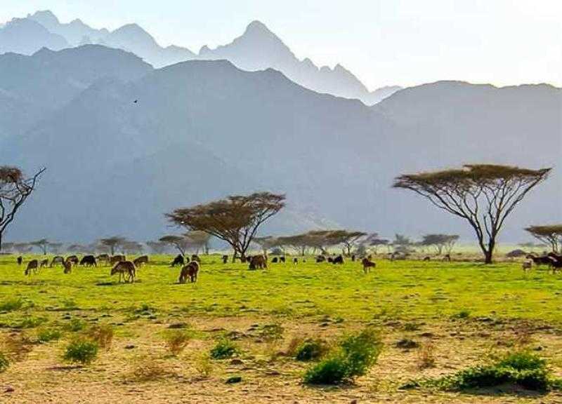 محكمة الجنايات تقرر إعادة محاكمة 27 متهمًا بالتنقيب عن الذهب في محمية جبل علبة