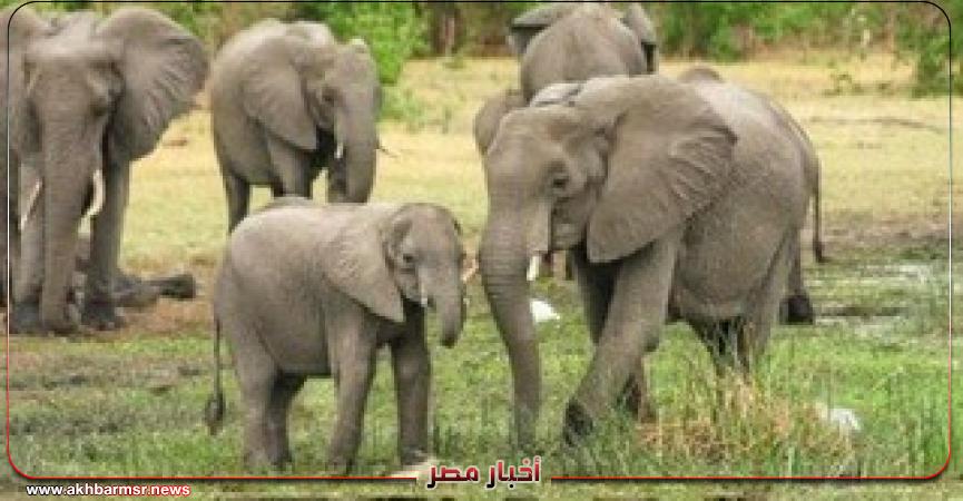 أخبار مصر 2050