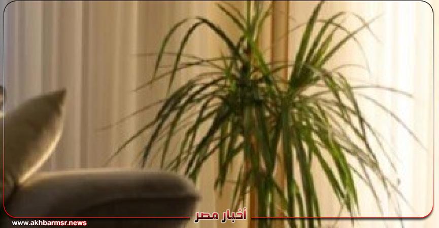 أخبار مصر 2050