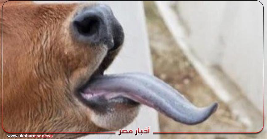 أخبار مصر 2050
