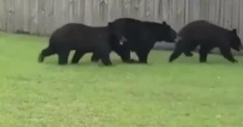 الدببة تثير الرعب فى اليابان.. مقتل شخصين فى هجومين منفصلين أثناء جمع الفطر