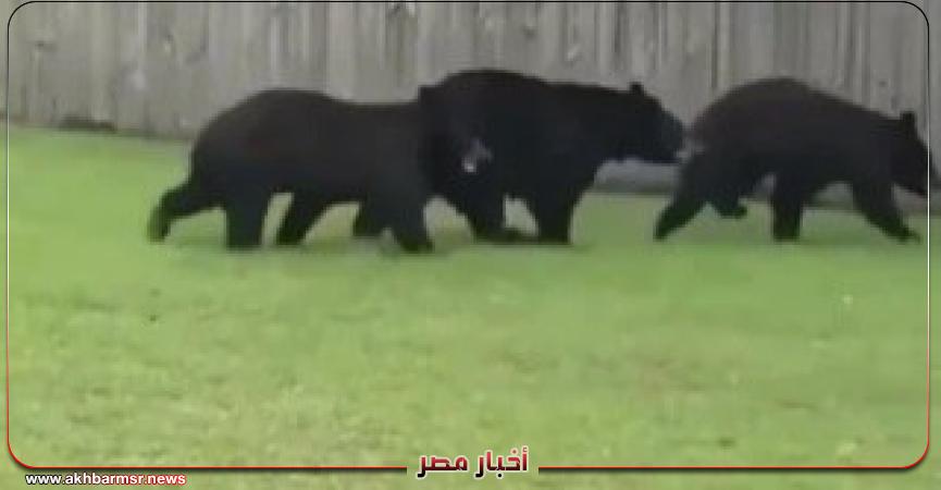 أخبار مصر 2050