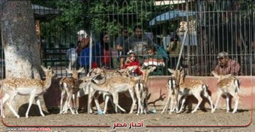 أخبار مصر 2050