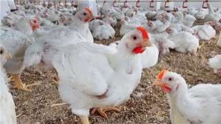 هبوط أسعار الفراخ البيضاء إلى 59 جنيهًا مع استمرار تراجع بورصة الدواجن اليوم.