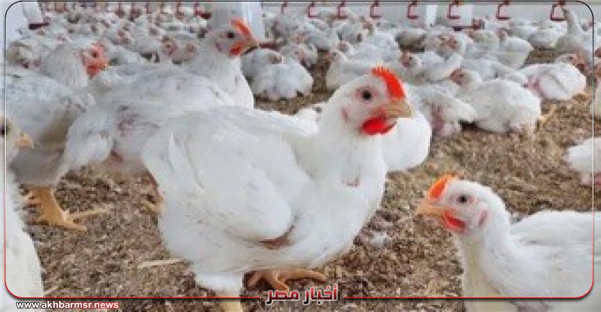 أخبار مصر 2050