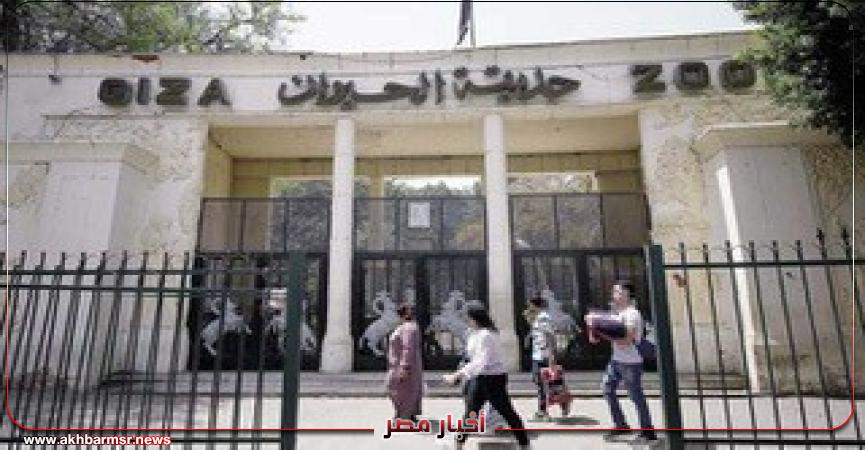 أخبار مصر 2050