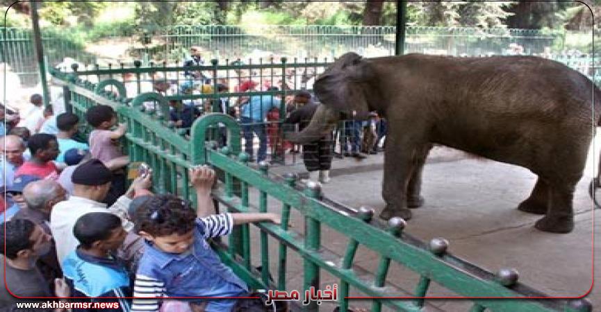 أخبار مصر 2050