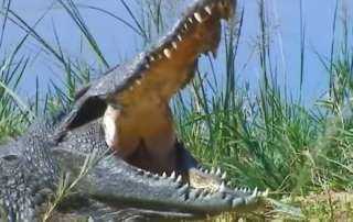 انتشار التماسيح بعدة محافظات مصرية يثير التساؤلات: ما هي أسهل طرق صيدها؟ انتشار التماسيح بعدة محافظات مصرية يثير التساؤلات: ما هي أسهل طرق صيدها؟