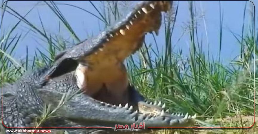 أخبار مصر 2050