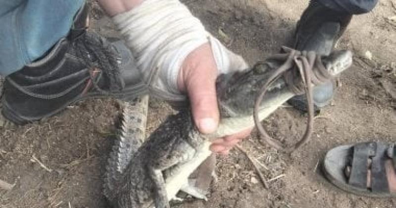 اصطياد تمساح قرية الزوامل بعد 6 أيام من البحث..