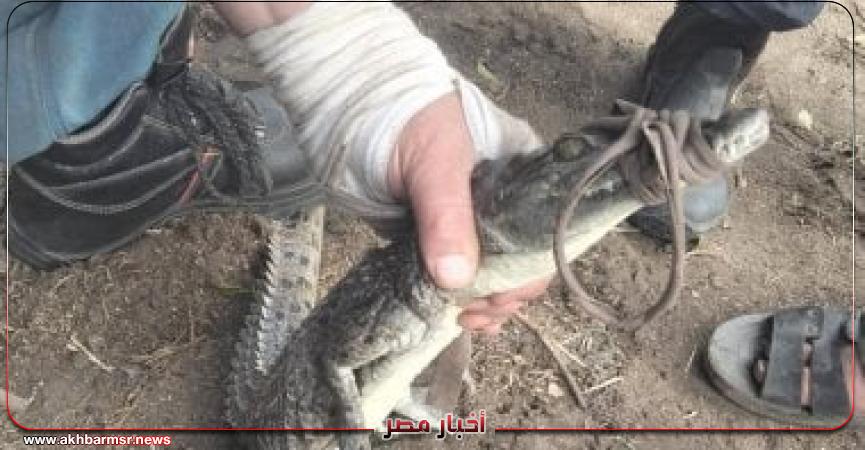 أخبار مصر 2050