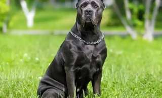 رئيس جمعية الرفق بالحيوان: نحو 40 مليون كلب ضال تجوب الشوارع المصرية..... رئيس جمعية الرفق بالحيوان: نحو 40 مليون كلب ضال تجوب الشوارع المصرية.. و«الشلاتر» تُطرح كحل لمعالجة المشكلة.