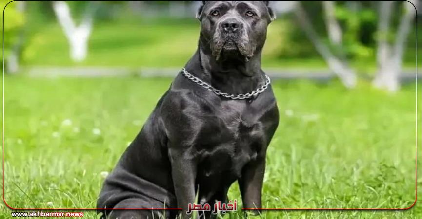 أخبار مصر 2050