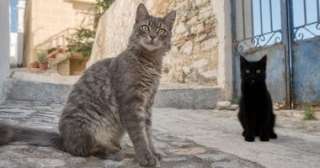 إقامة مجانية فى جزيرة يونانية لمحبى القطط.. بشرط رعايتها إقامة مجانية فى جزيرة يونانية لمحبى القطط.. بشرط رعايتها