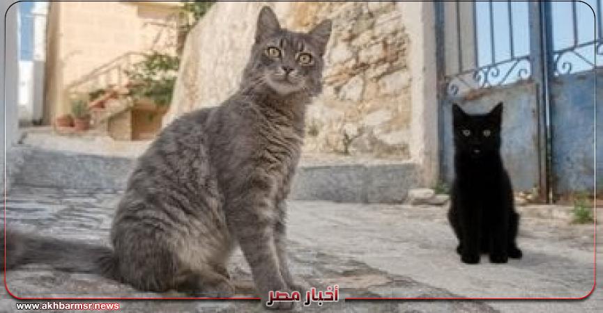 أخبار مصر 2050