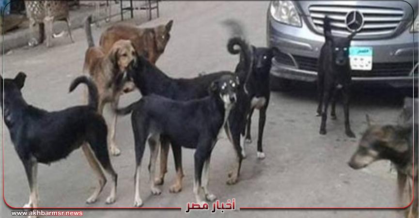 أخبار مصر 2050