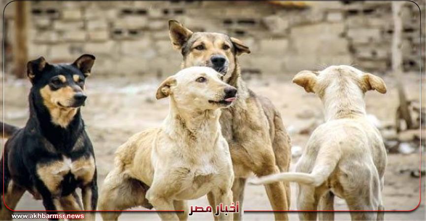 أخبار مصر 2050