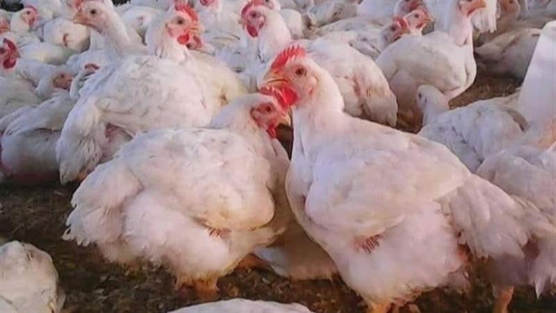 تحديث جديد في أسعار الفراخ البيضاء والبلدي اليوم الأربعاء 4-2-2026| عاجل