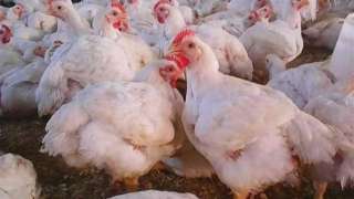 تحديث جديد في أسعار الفراخ البيضاء والبلدي اليوم الأربعاء 4-2-2026| عاجل