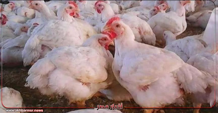 أخبار مصر 2050