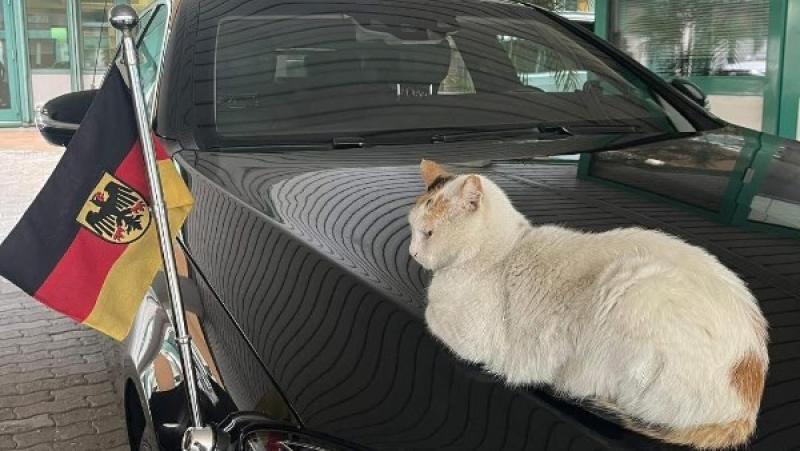 عاجل|| السفير الألماني بالقاهرة.. ”بعد اذن القطة عندي ميعاد مهم”