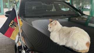 عاجل|| السفير الألماني بالقاهرة.. ”بعد اذن القطة عندي ميعاد مهم”