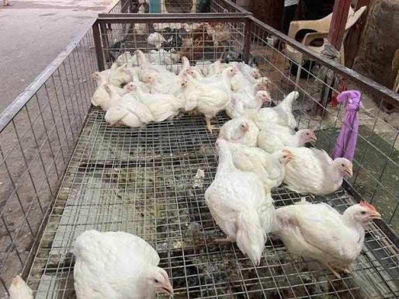 ارتفاع في أسعار الفراخ البيضاء وتراجع البلدي.. تعرف على أسعار الدواجن اليوم الخميس 5فبراير 2026 فى المنيا