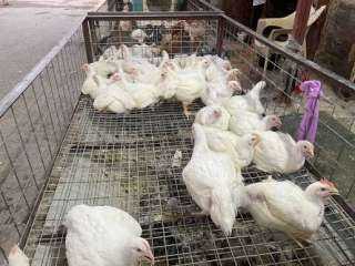 ارتفاع في أسعار الفراخ البيضاء وتراجع البلدي.. تعرف على أسعار الدواجن اليوم الخميس 5فبراير 2026 فى المنيا