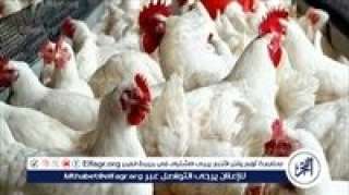 ارتفاع في أسعار الفراخ البيضاء وتراجع البلدي.. تعرف على أسعار الدواجن اليوم الخميس 5فبراير 2026 فى المنيا