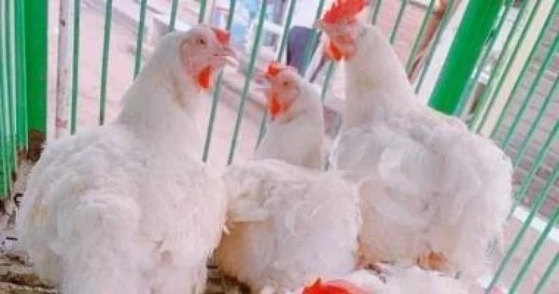 أسعار الدواجن البيضاء والبلدى  اليوم السبت.. الفراخ البيضاء بـ110 جنيهات