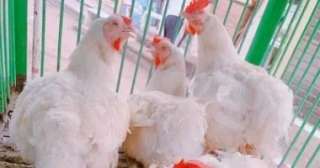 أسعار الدواجن البيضاء والبلدى  اليوم السبت.. الفراخ البيضاء بـ110 جنيهات