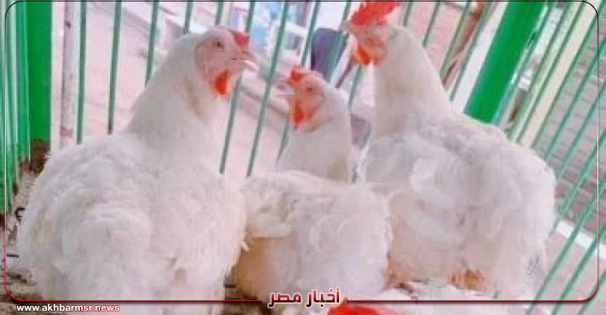 أخبار مصر 2050