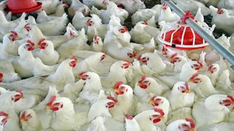 شعبة الدواجن تُبرر قرار الاستيراد وتكشف توقعاتها بشأن الأسعار في رمضان