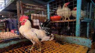 نيابة الشؤون الاقتصادية توجه ضربة قاضية للمتلاعبين بالأسعار.. تحديث جديد في سعر الفراخ البيضاء والبلدي ببورصة الدواجن اليوم |عاجل