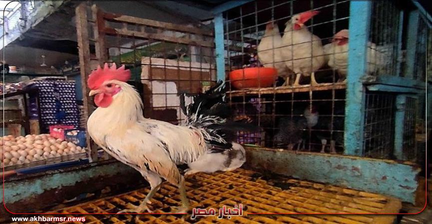 أخبار مصر 2050