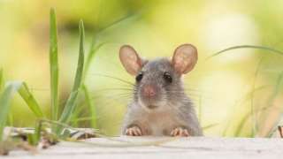 تفسير حلم رؤية الفئران وعلاقته بالفسق.. تحذير خطير من اصطياد الفأر في منام الرجل