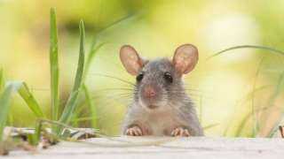 تفسير حلم رؤية الفئران وعلاقته بالفسق.. تحذير خطير من اصطياد الفأر في منام الرجل