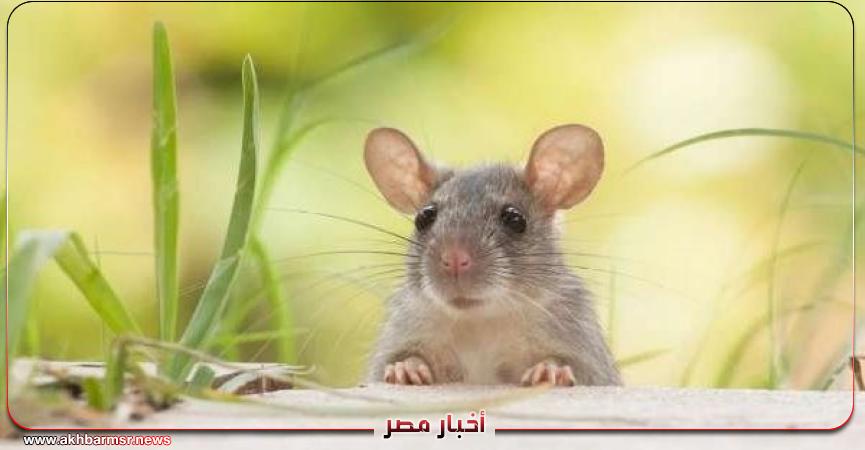 أخبار مصر 2050