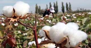 «الزراعة» تعلن خريطة أصناف القطن المعتمدة لموسم 2026.. عاجل «الزراعة» تعلن خريطة أصناف القطن المعتمدة لموسم 2026.. عاجل