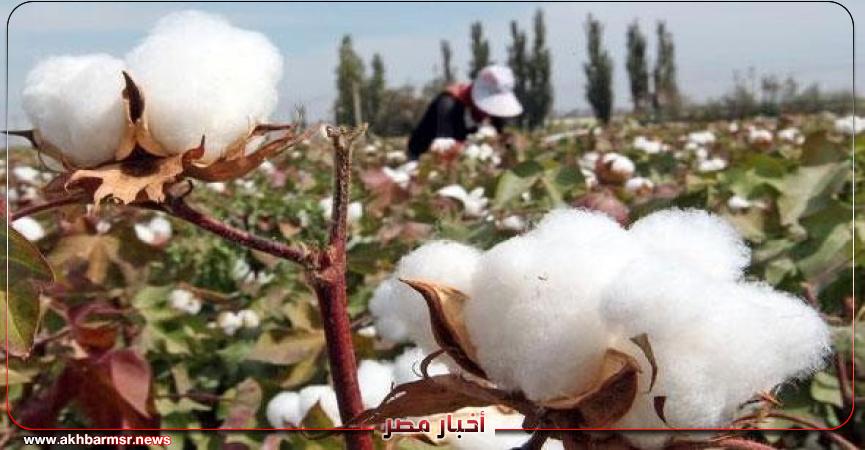 أخبار مصر 2050