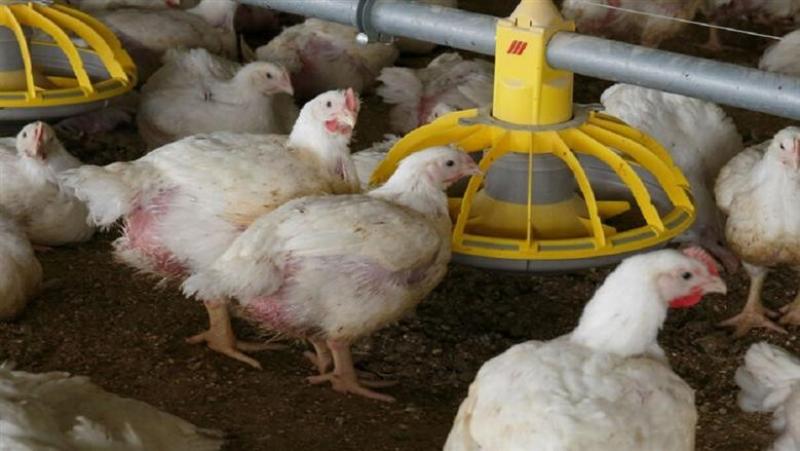 تراجع كبير في المزارع ومحلات التجزئة.. سعر الفراخ البيضاء والبلدي والبانيه في بورصة الدواجن اليوم الأحد 22-3-2026 |عاجل
