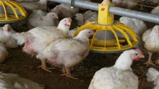 تراجع كبير في المزارع ومحلات التجزئة.. سعر الفراخ البيضاء والبلدي والبانيه في بورصة الدواجن اليوم الأحد 22-3-2026 |عاجل