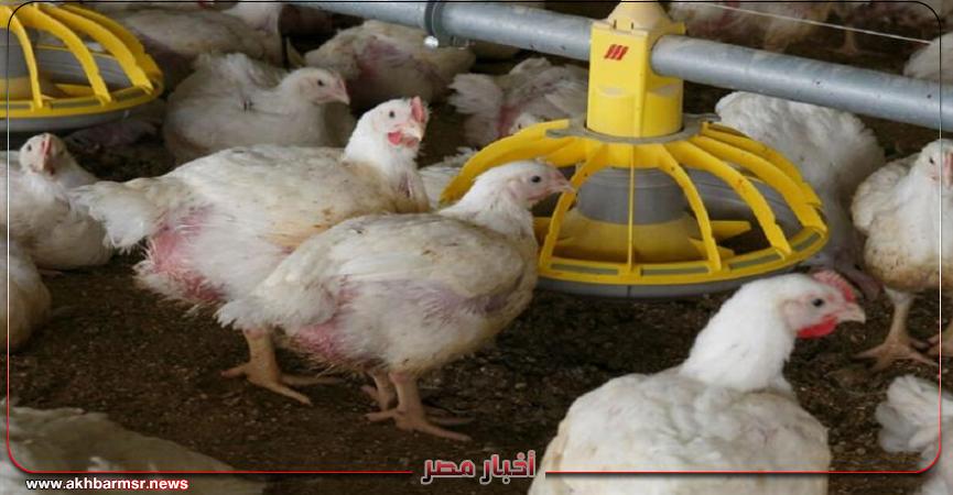 أخبار مصر 2050