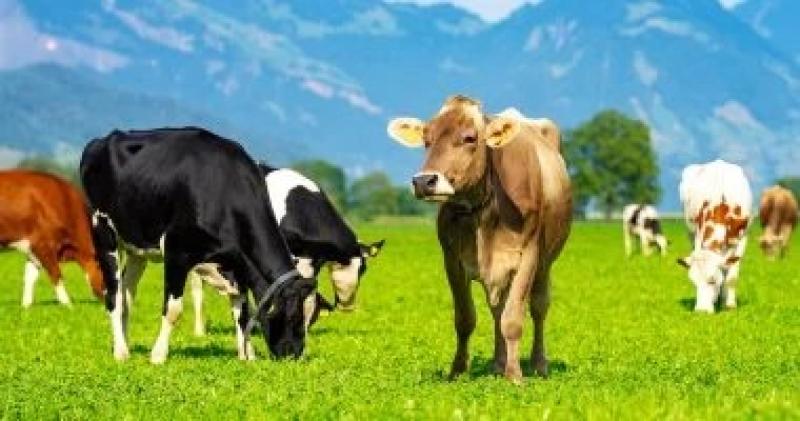 حصوات مرارة البقر أغلى من الذهب.. كيف تحولت إلى ثروة نادرة؟