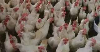 انخفاض جديد.. تعرف على أسعار الدواجن والبيض اليوم الثلاثاء 31 مارس انخفاض جديد.. تعرف على أسعار الدواجن والبيض اليوم الثلاثاء 31 مارس