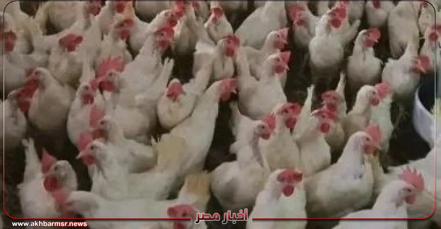 أخبار مصر 2050