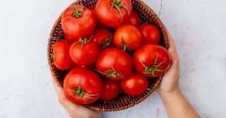 طرح الطماطم بسعر 18 جنيها للكيلو بمنافذ وزارة التموين