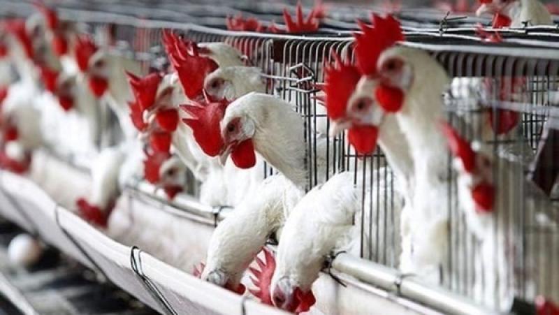 عاودت الارتفاع.. مفاجأة في أسعار الدواجن اليوم بالأسواق